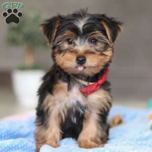 Leo, Yorkie Puppy